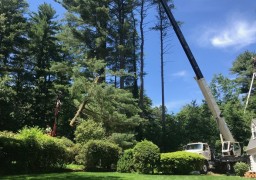 Ağaç Bakımı ve Peyzaj İşleri İçin Kiralık Vinçler